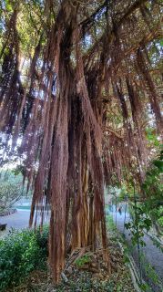 2024-01-GranCan-Jardin_de_la_Marquesa-087.jpg
